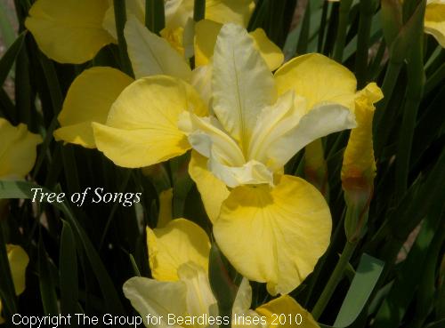 Tree Of Songs